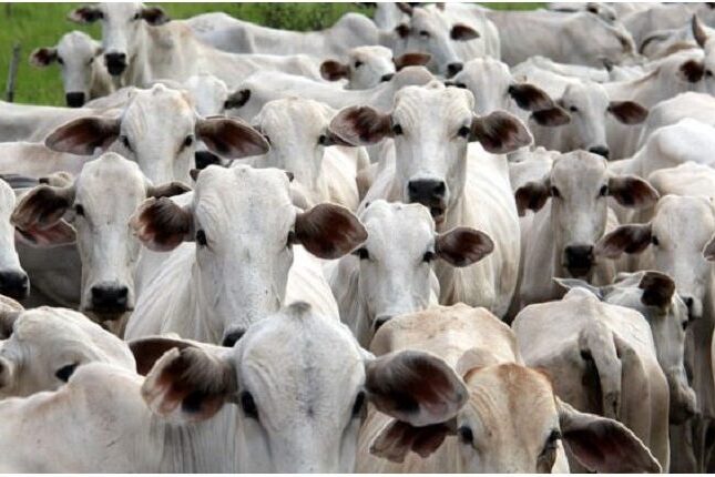 Tocando a boiada - Working with herd of cattle, Peões condu…